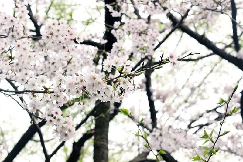 矢川緑地